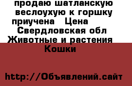 продаю шатланскую веслоухую,к горшку приучена › Цена ­ 800 - Свердловская обл. Животные и растения » Кошки   